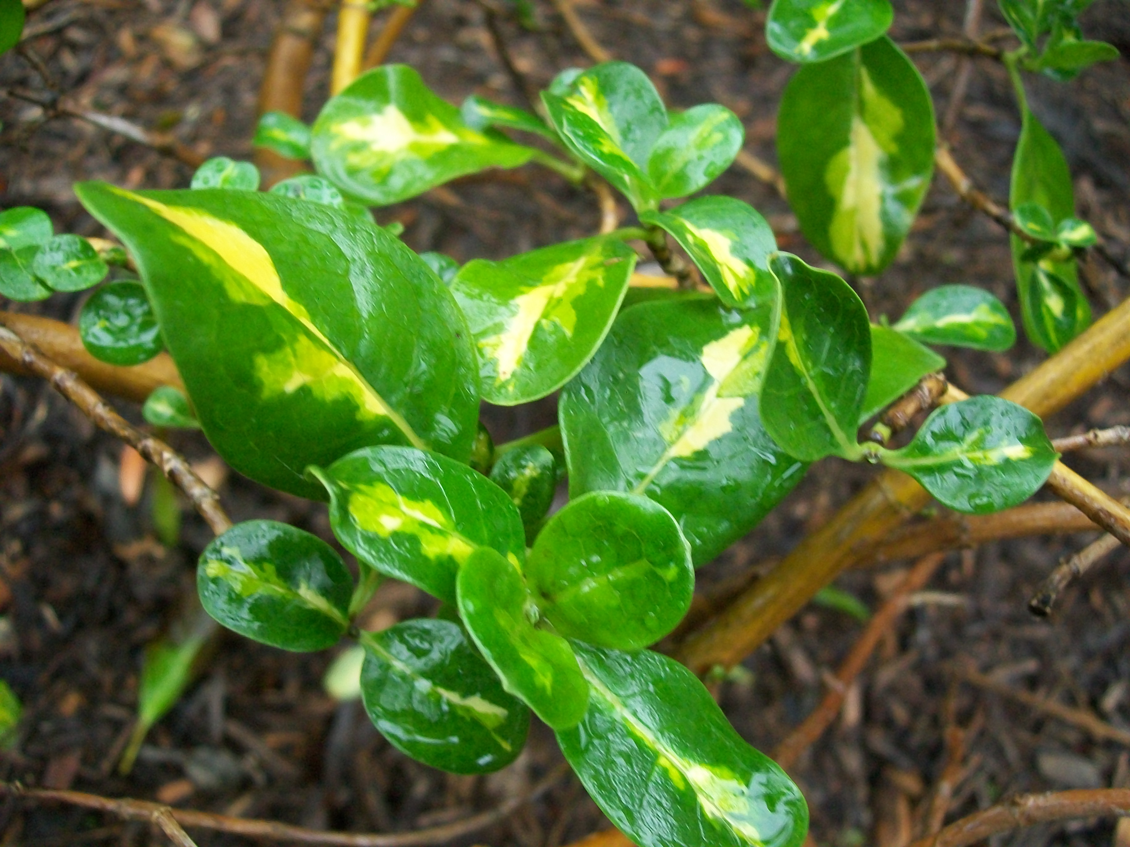 Online Plant Guide Coprosma repens 'Aurea' / Looking Glass Plant